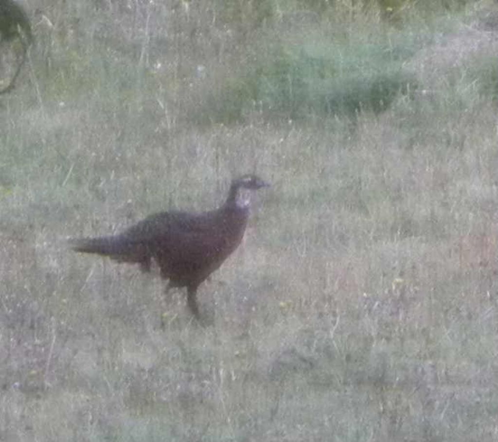 identificazione: probabile ibrido di fagianoo